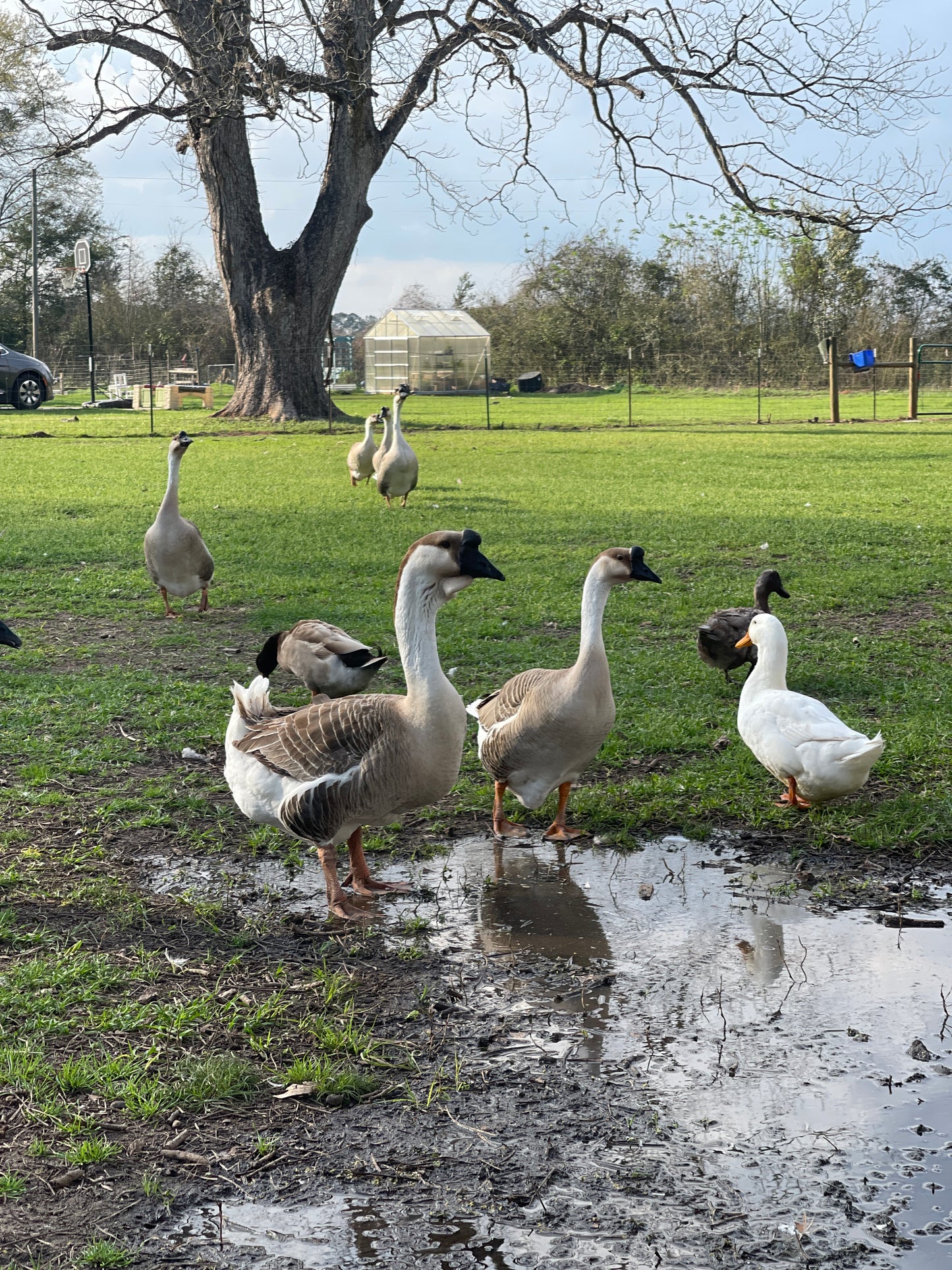 NOW AVAILABLE African Goose Hatching Eggs NPIP AI Breeder Quality