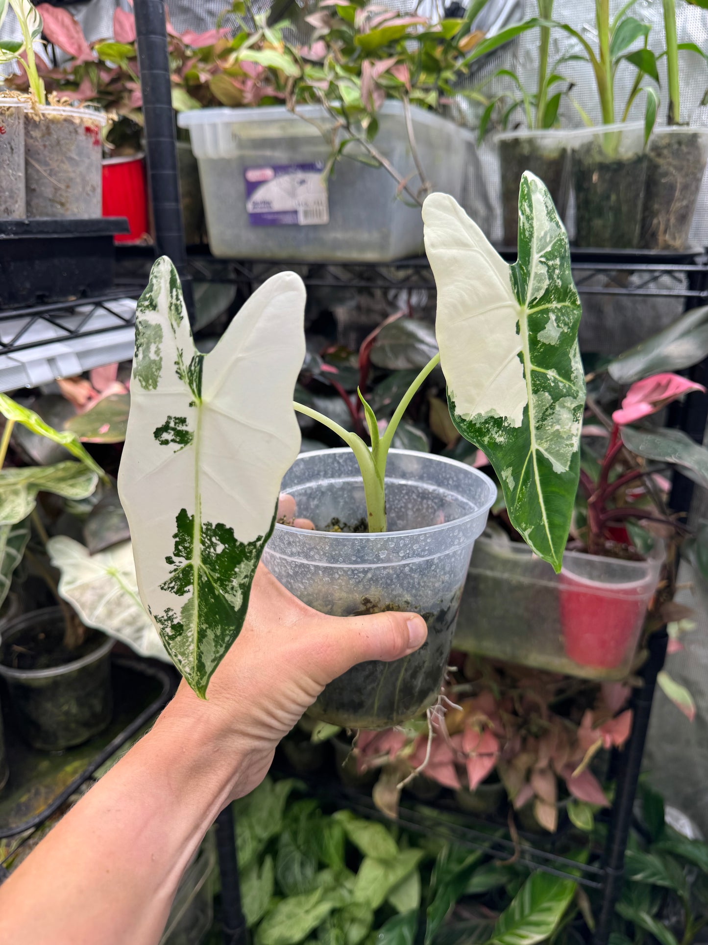 *EXACT PLANT* Variegated Frydek Alocasia