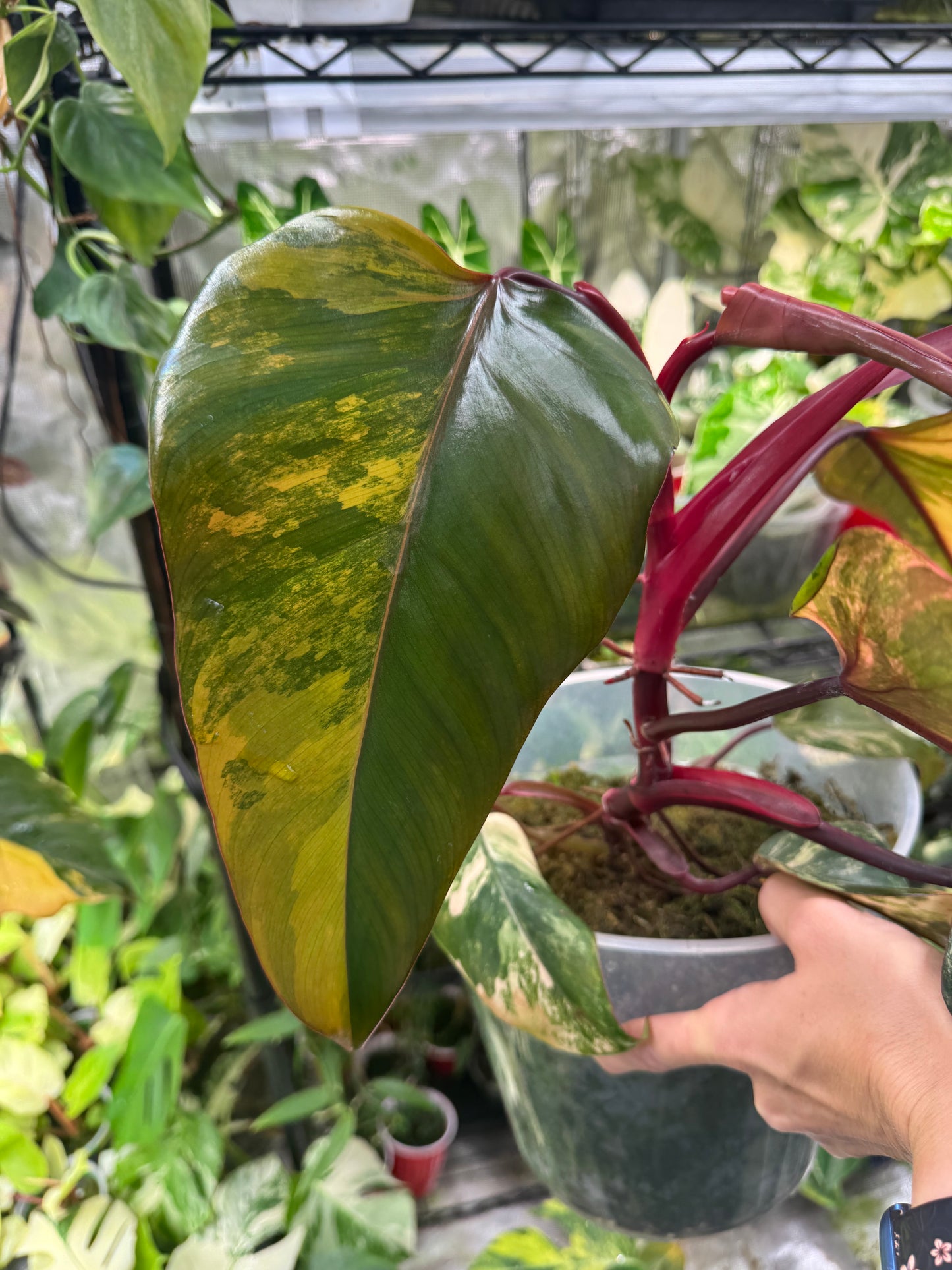*Choose a plant* Strawberry Shake Philodendron