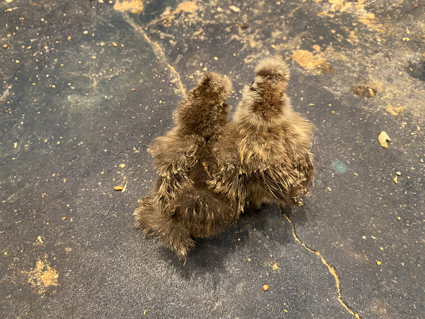Gold Project Silkie Hatching Eggs Satin/Frizzle NPIP & AI