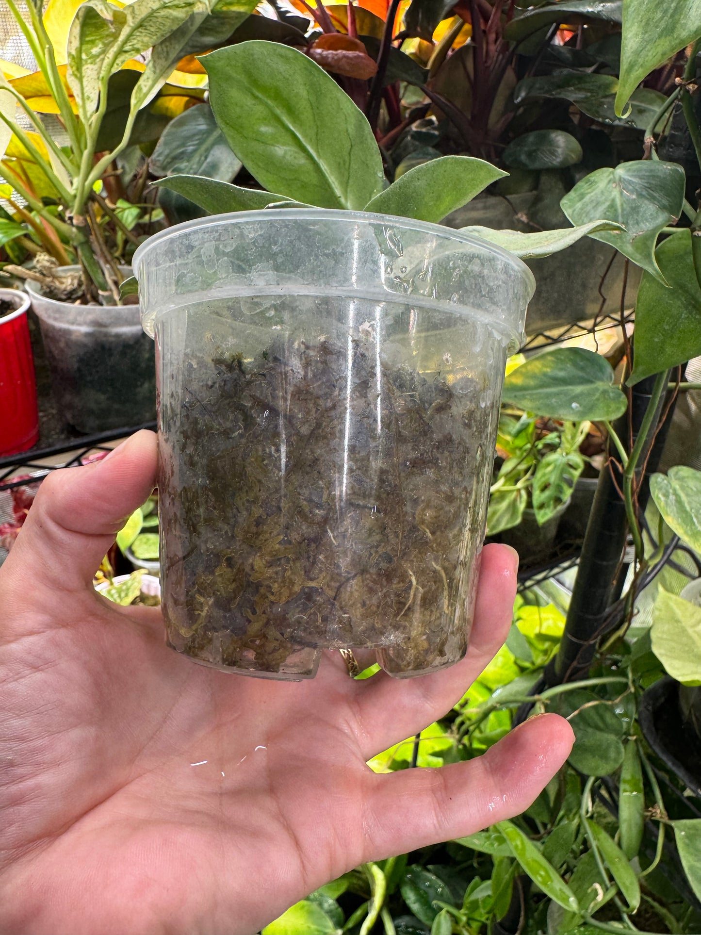 *EXACT PLANT* Hoya Argentea Princess