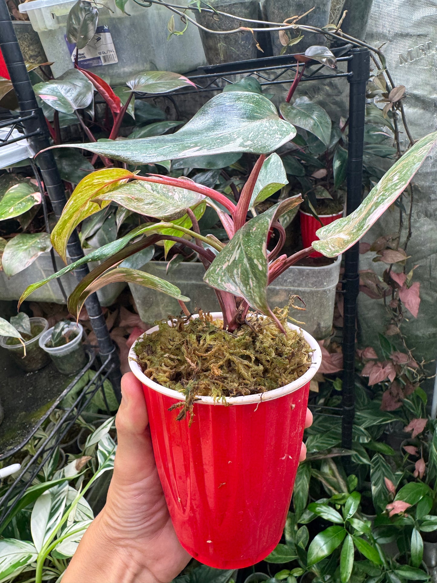 Pink Princess Philodendron MARBLED *EXACT PLANT*