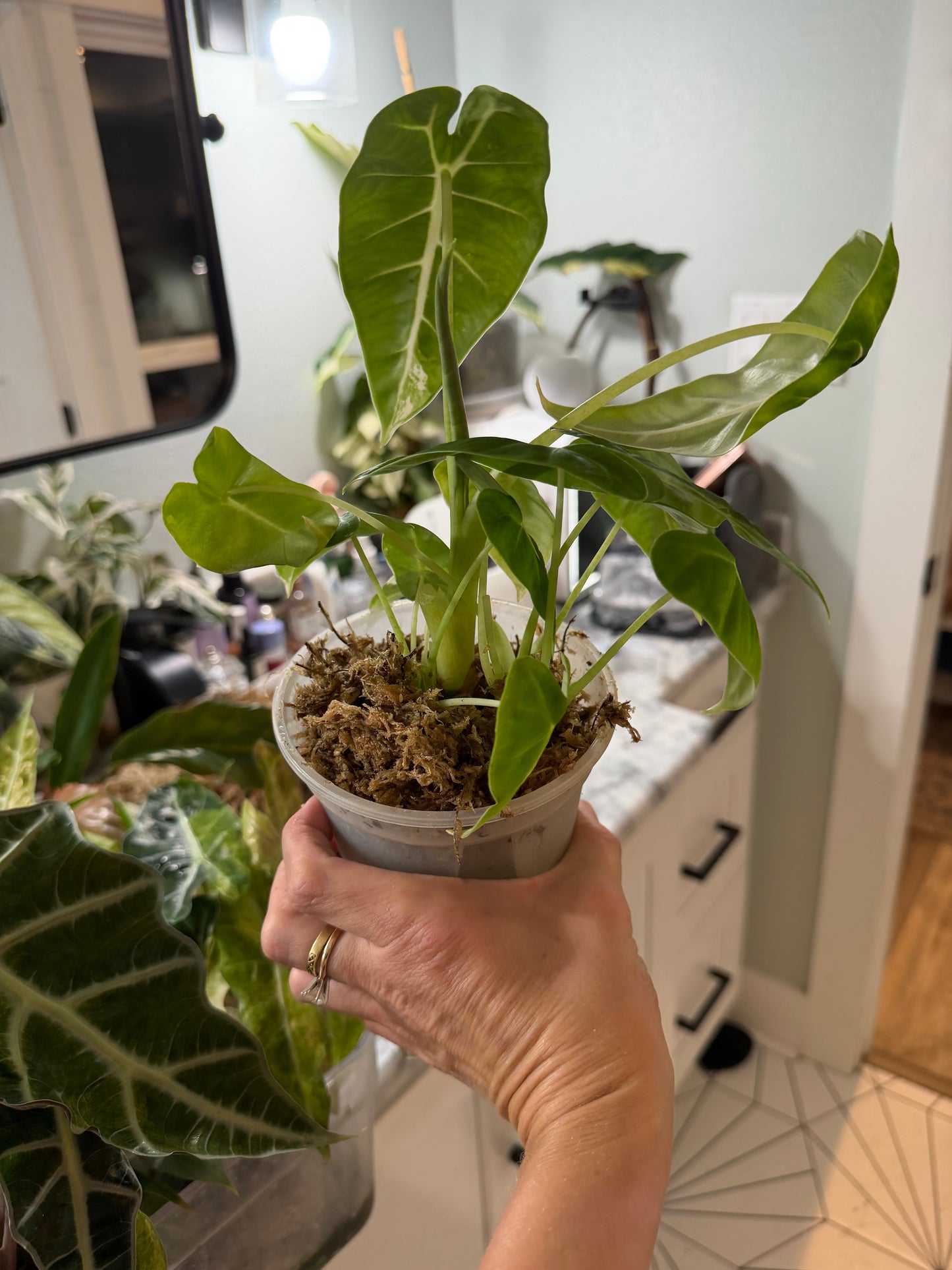 *EXACT PLANT* Variegated Frydek Alocasia Corming size