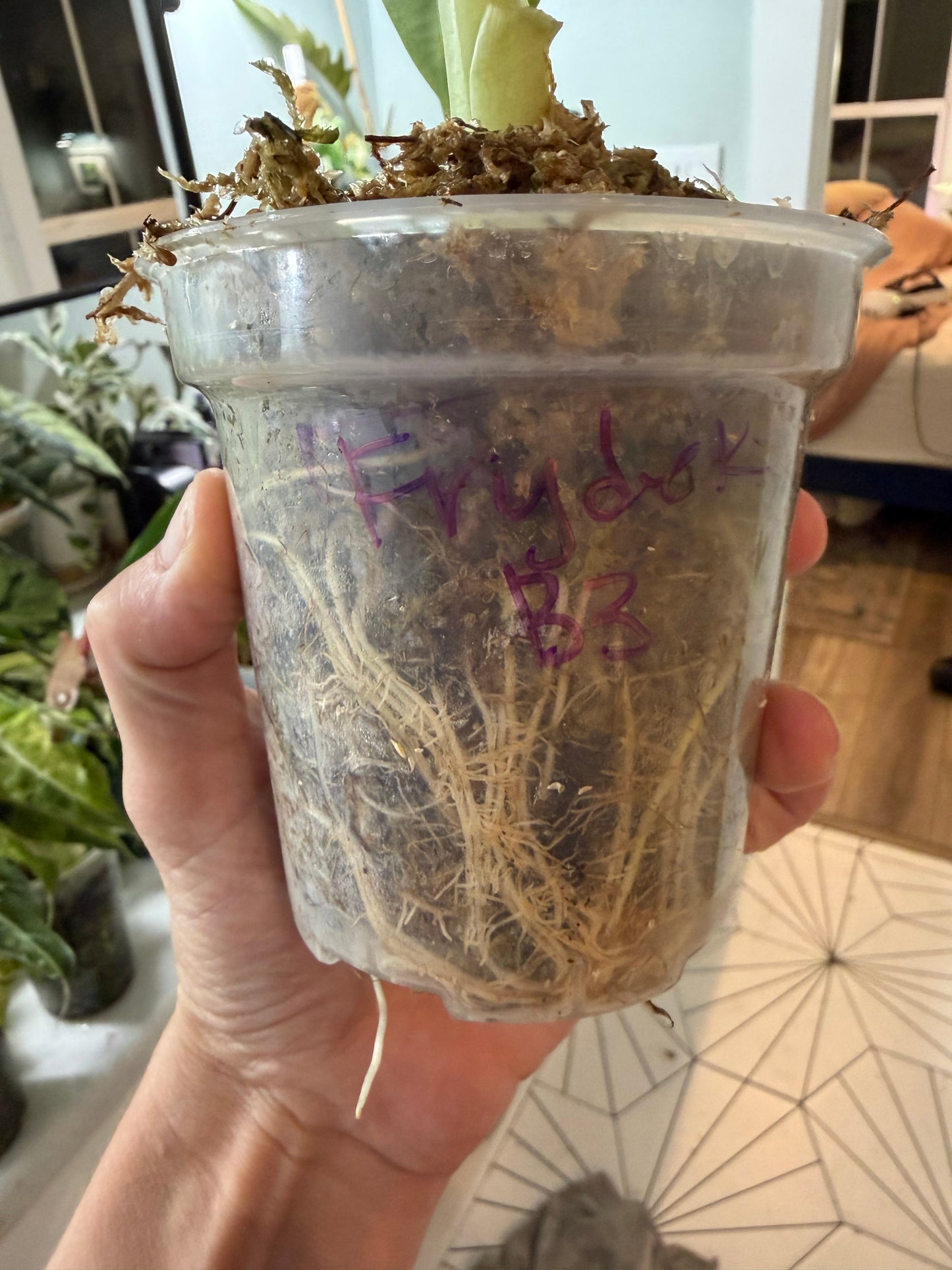 *EXACT PLANT* Frydek Alocasia Corming size