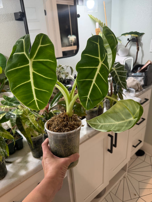 *EXACT PLANT* Frydek Alocasia Corming size