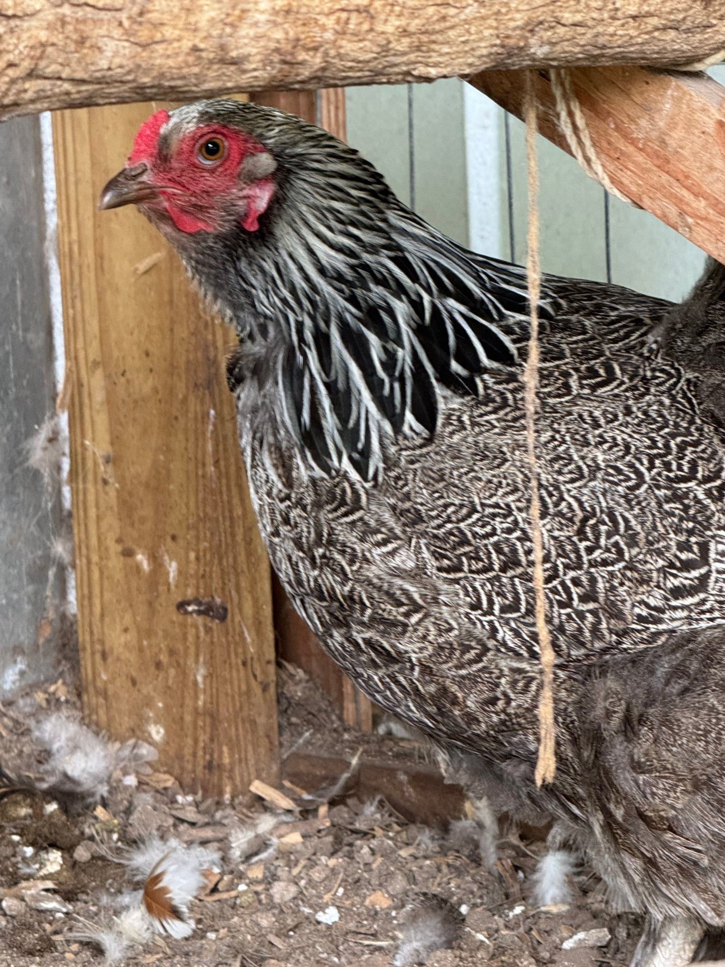 Blue/Black/Splash SILVER Partridge Brahma Hatching Eggs
