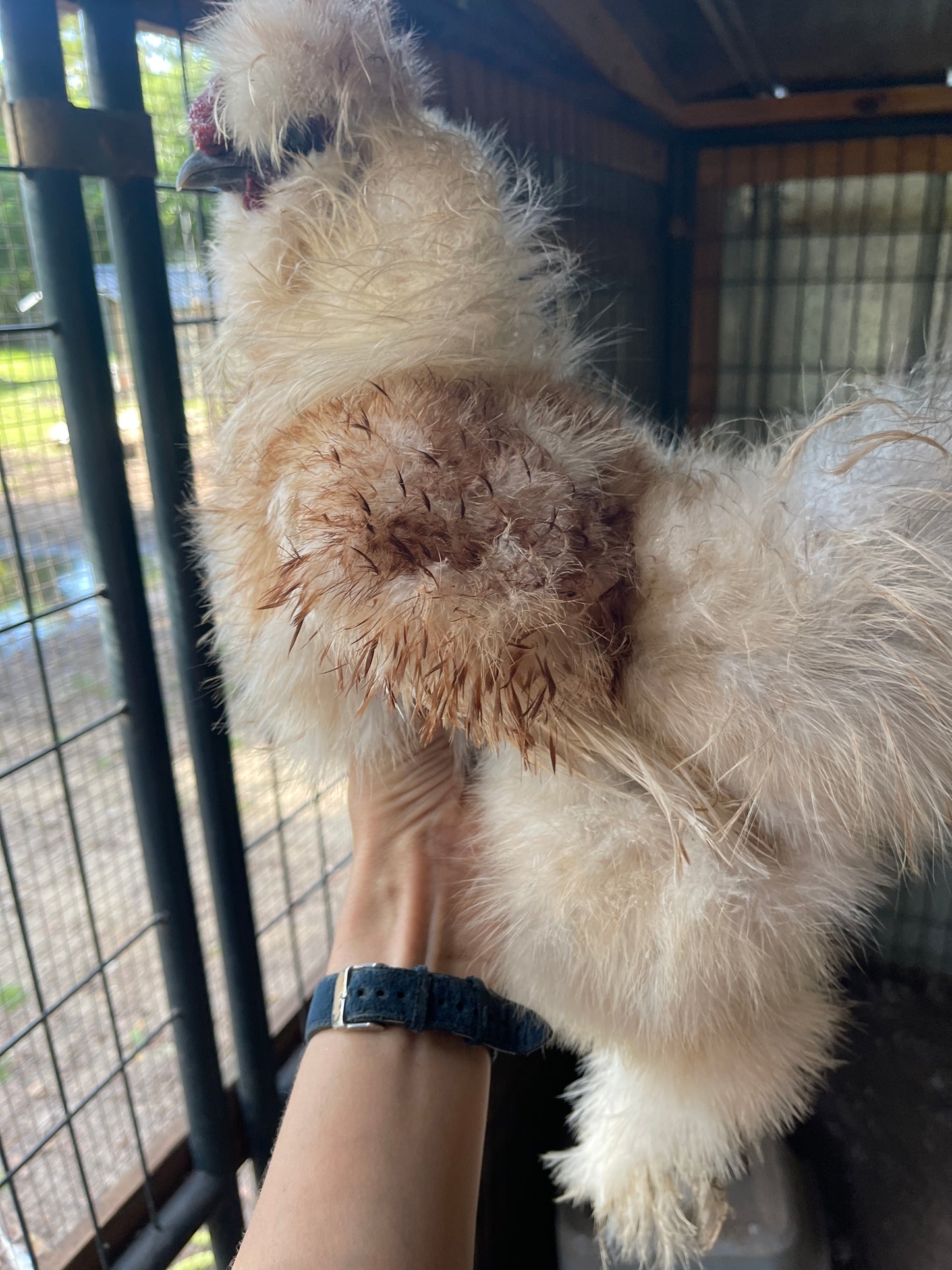 Gold Project Silkie Hatching Eggs Satin/Frizzle NPIP & AI