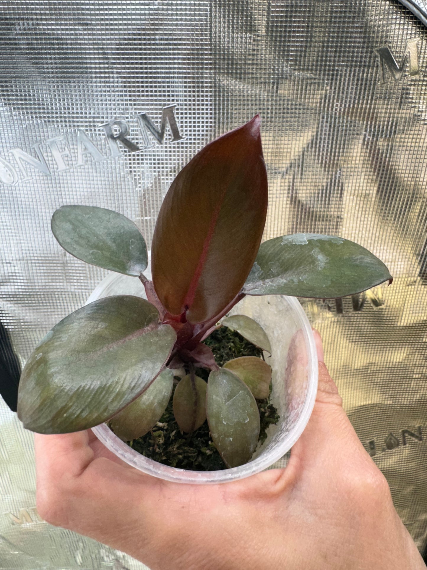 Black Cardinal Philodendron