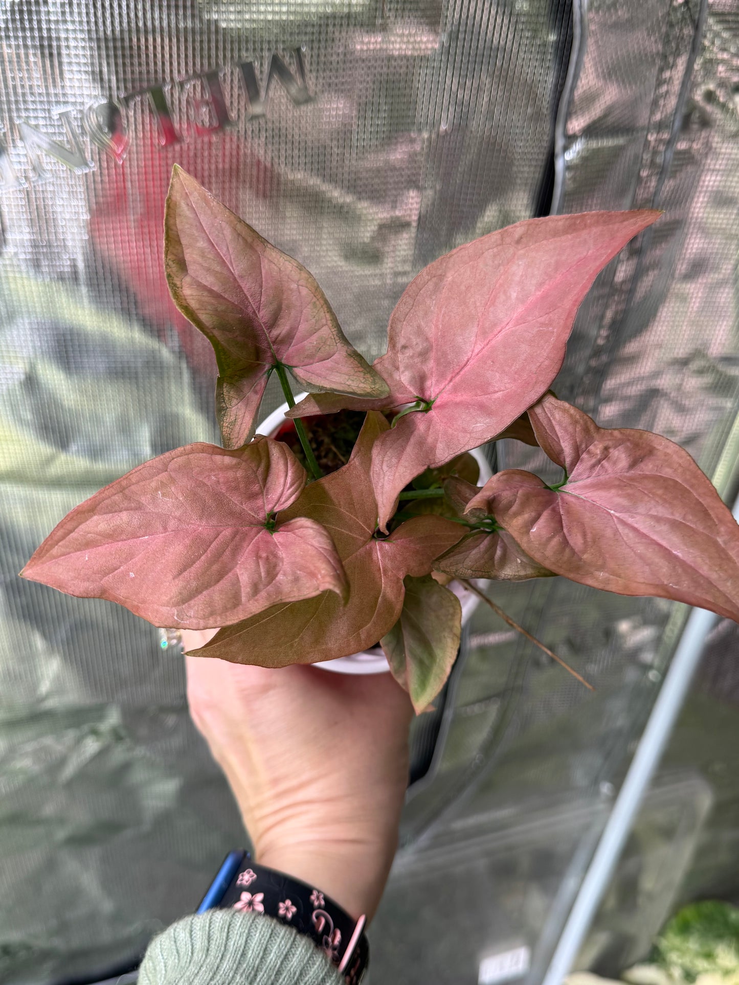 *Growers Choice* Syngonium Pink Perfection