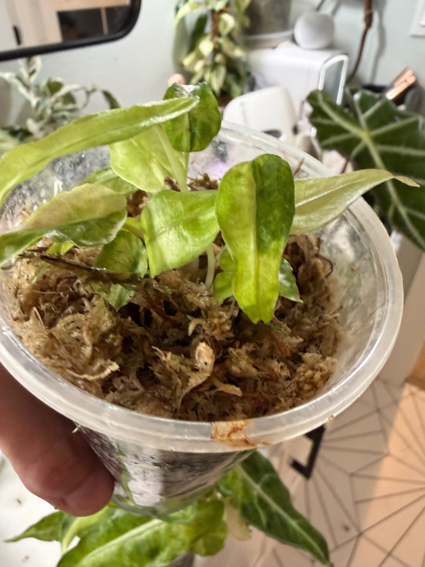 *EXACT PLANT* Amazonica “Polly” Aurea Variegated Alocasia