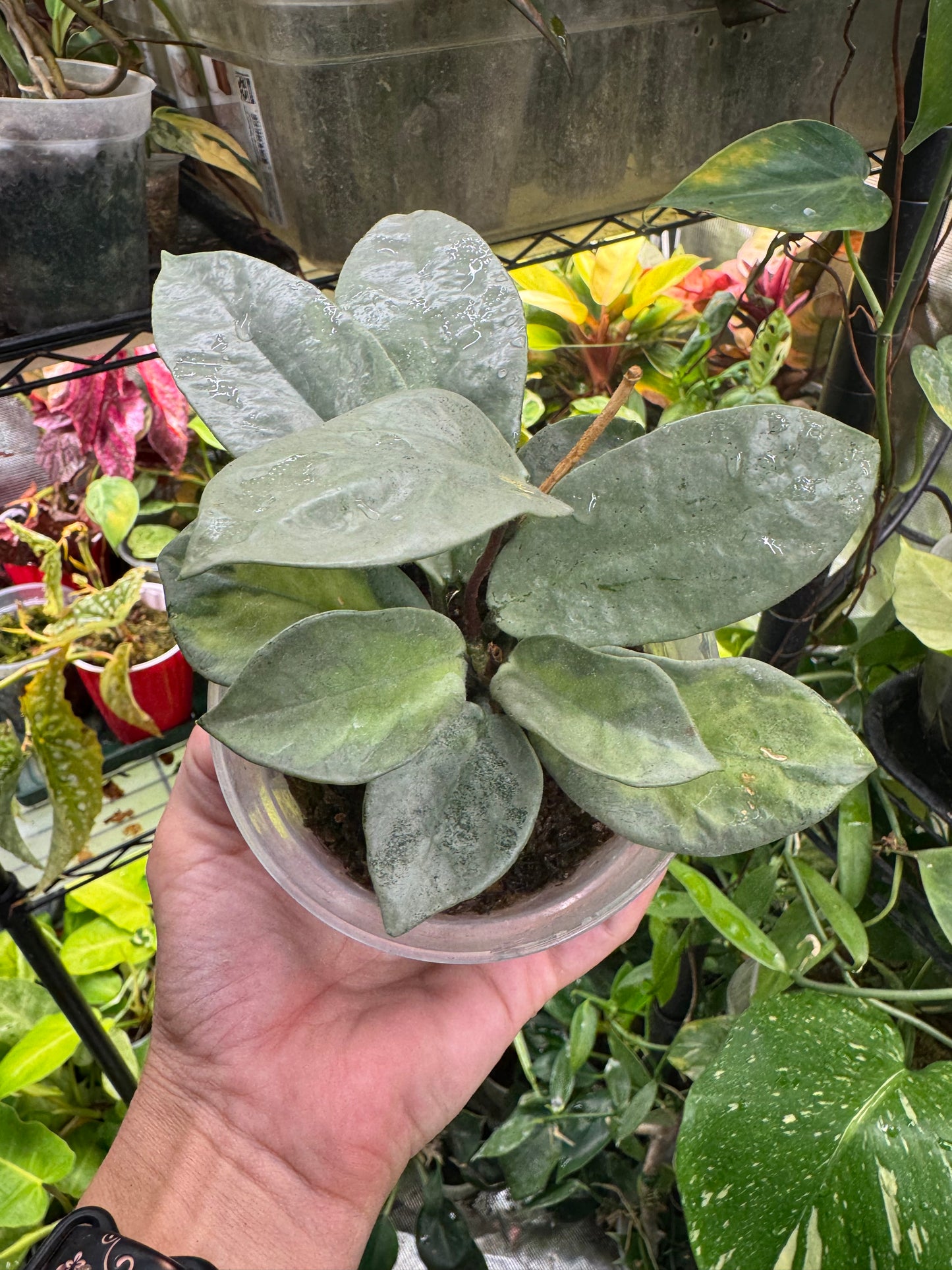 *EXACT PLANT* Hoya Argentea Princess