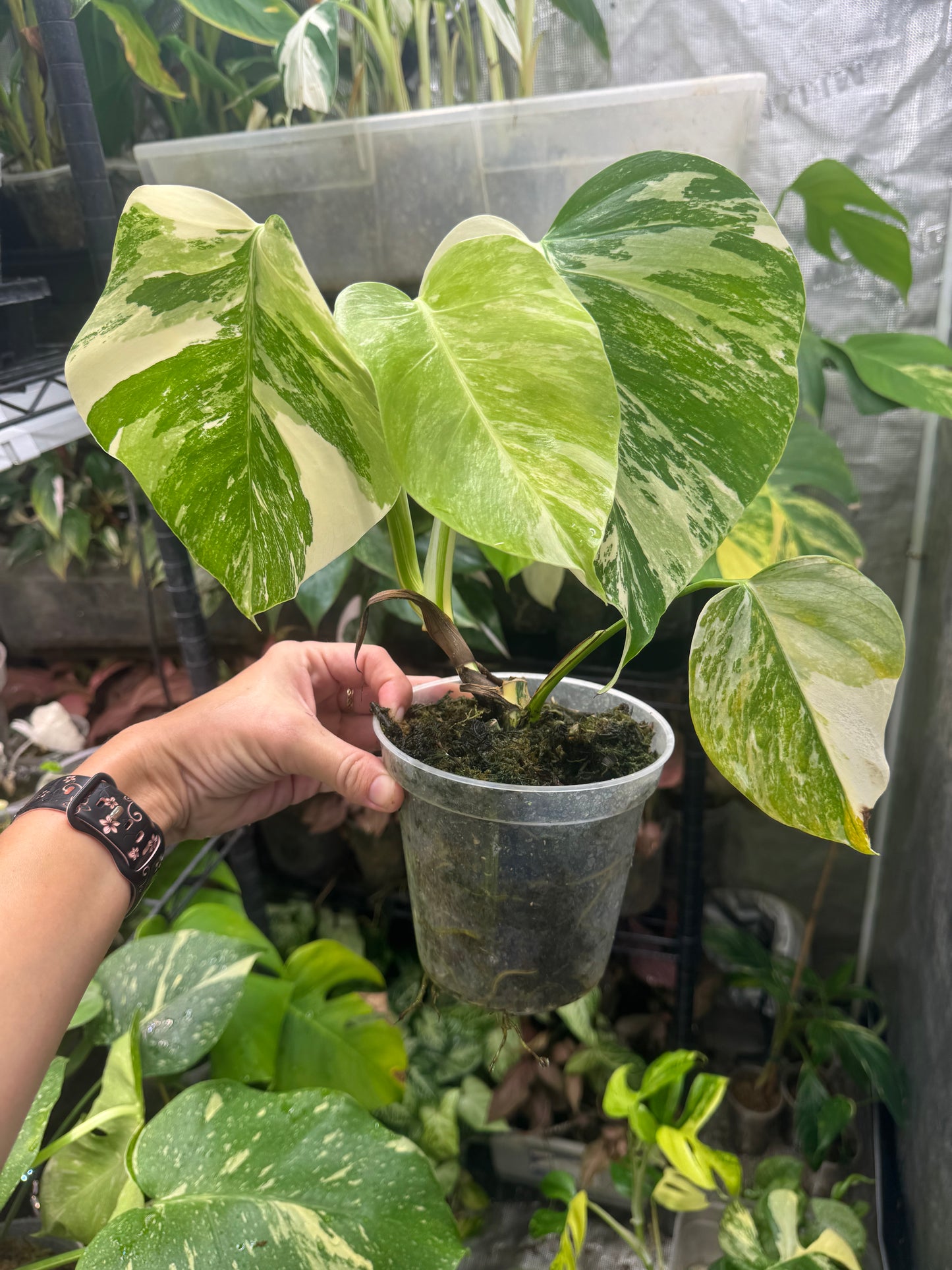 *EXACT PLANT* Monstera deliciosa Albo variegated