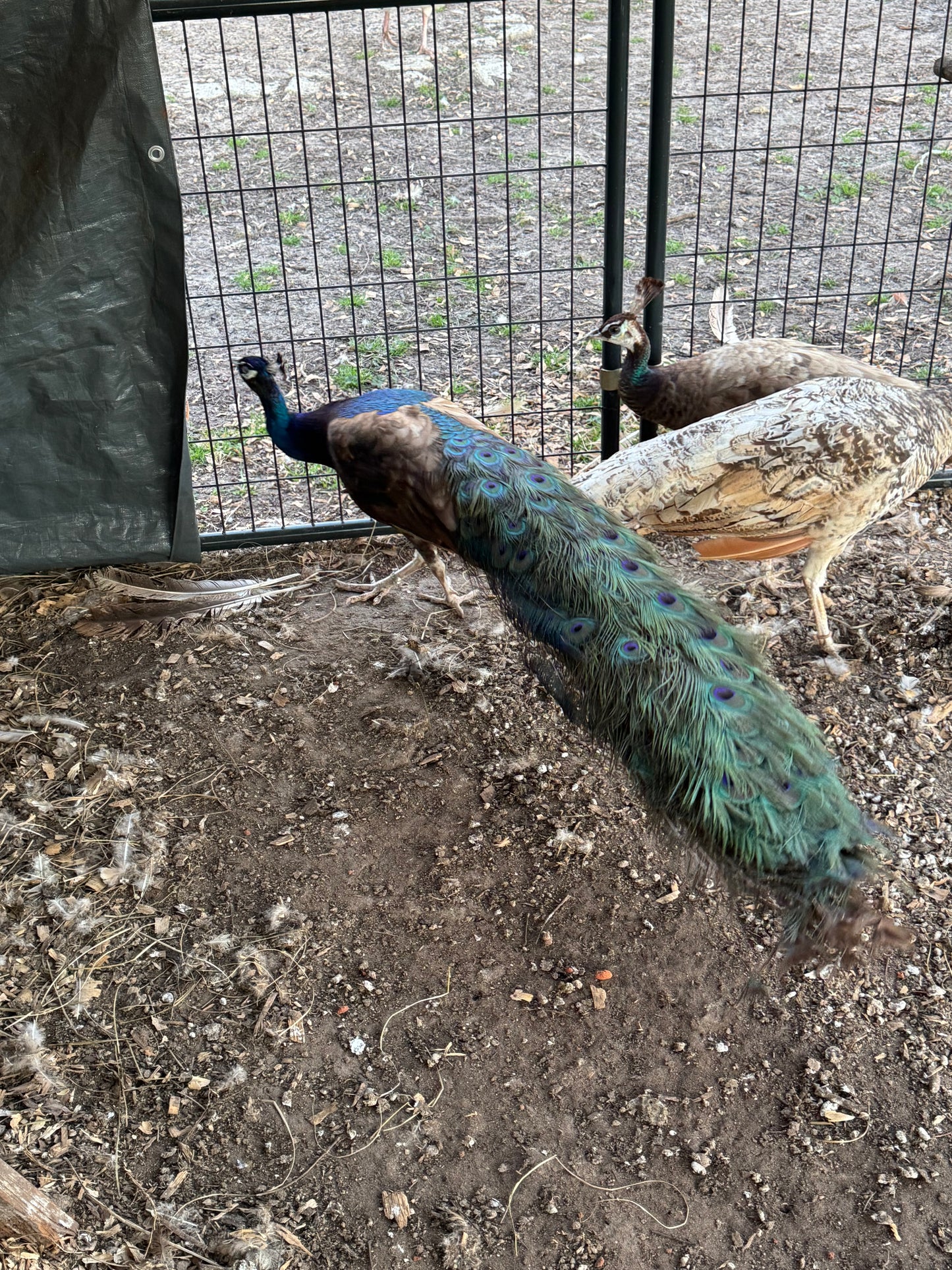 **PREORDER** PURPLE Peafowl Hatching Eggs