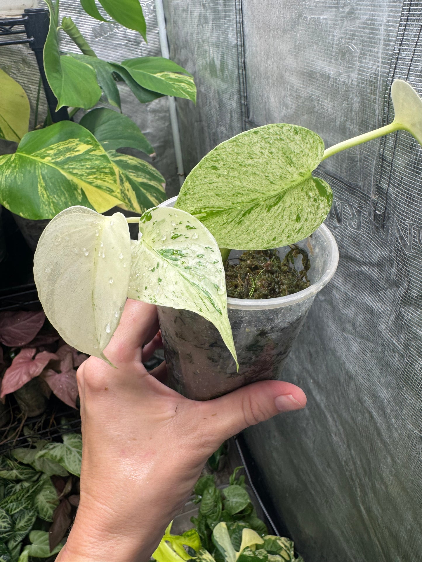 *EXACT PLANT* Monstera deliciosa FULL Mint variegated