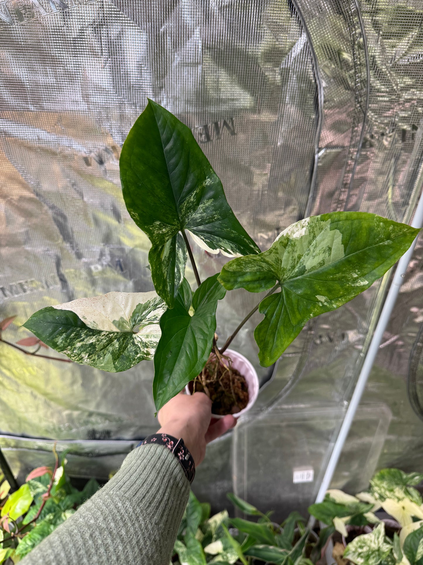 *Growers Choice* Syngonium Albo