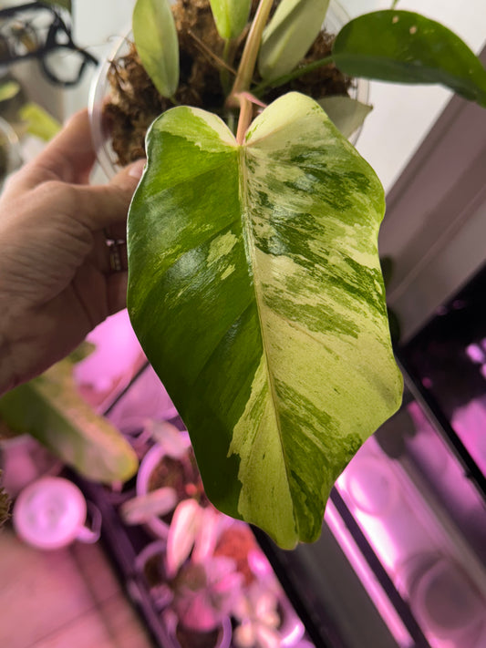 *Growers Choice* Philodendron Snowdrift Variegated