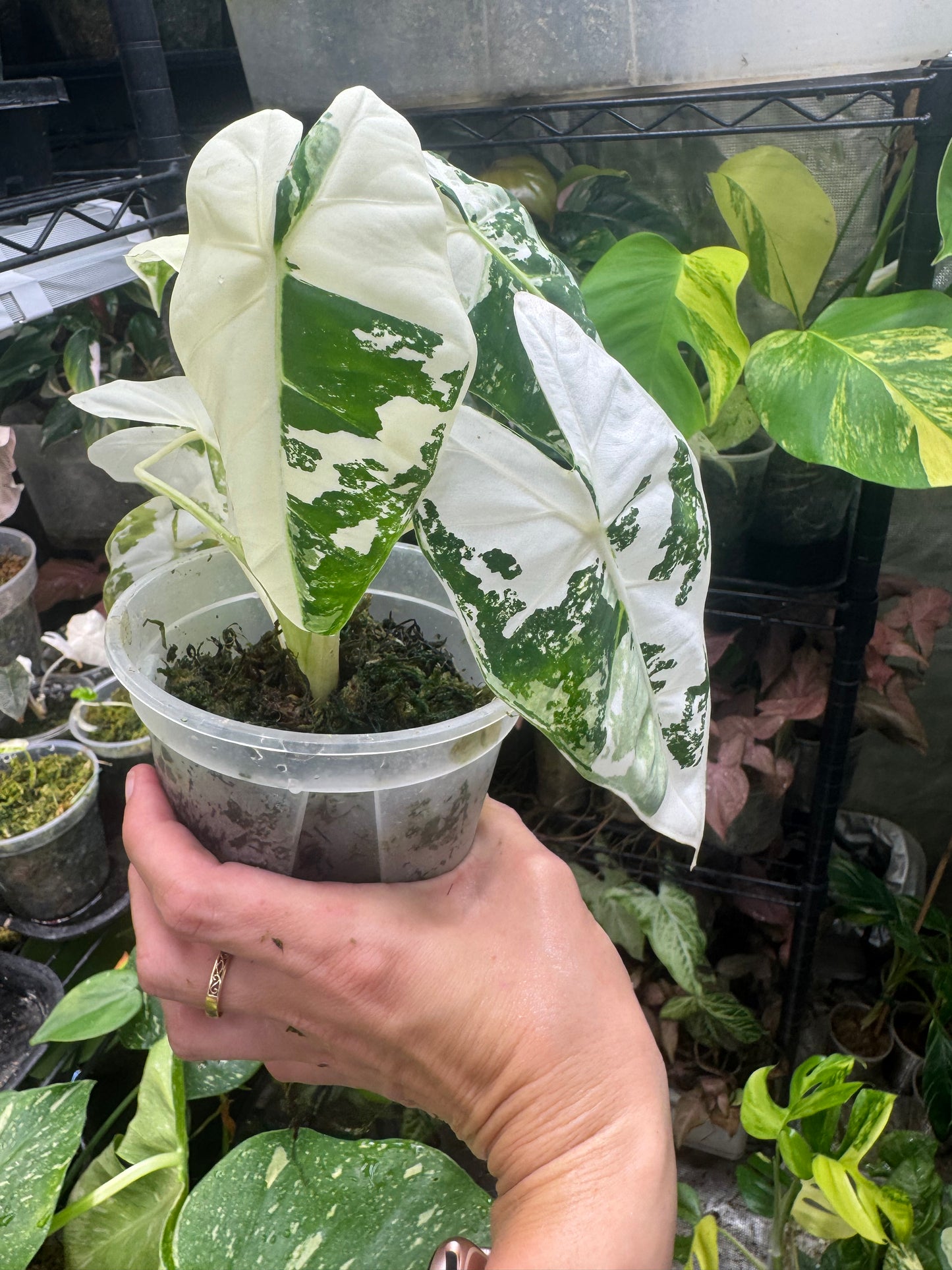 *EXACT PLANT* Variegated Frydek Alocasia Corming size
