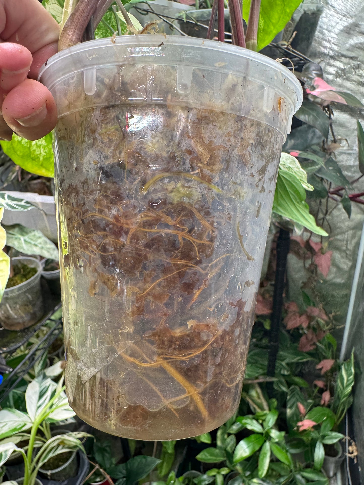 *EXACT PLANT* Syngonium Albo