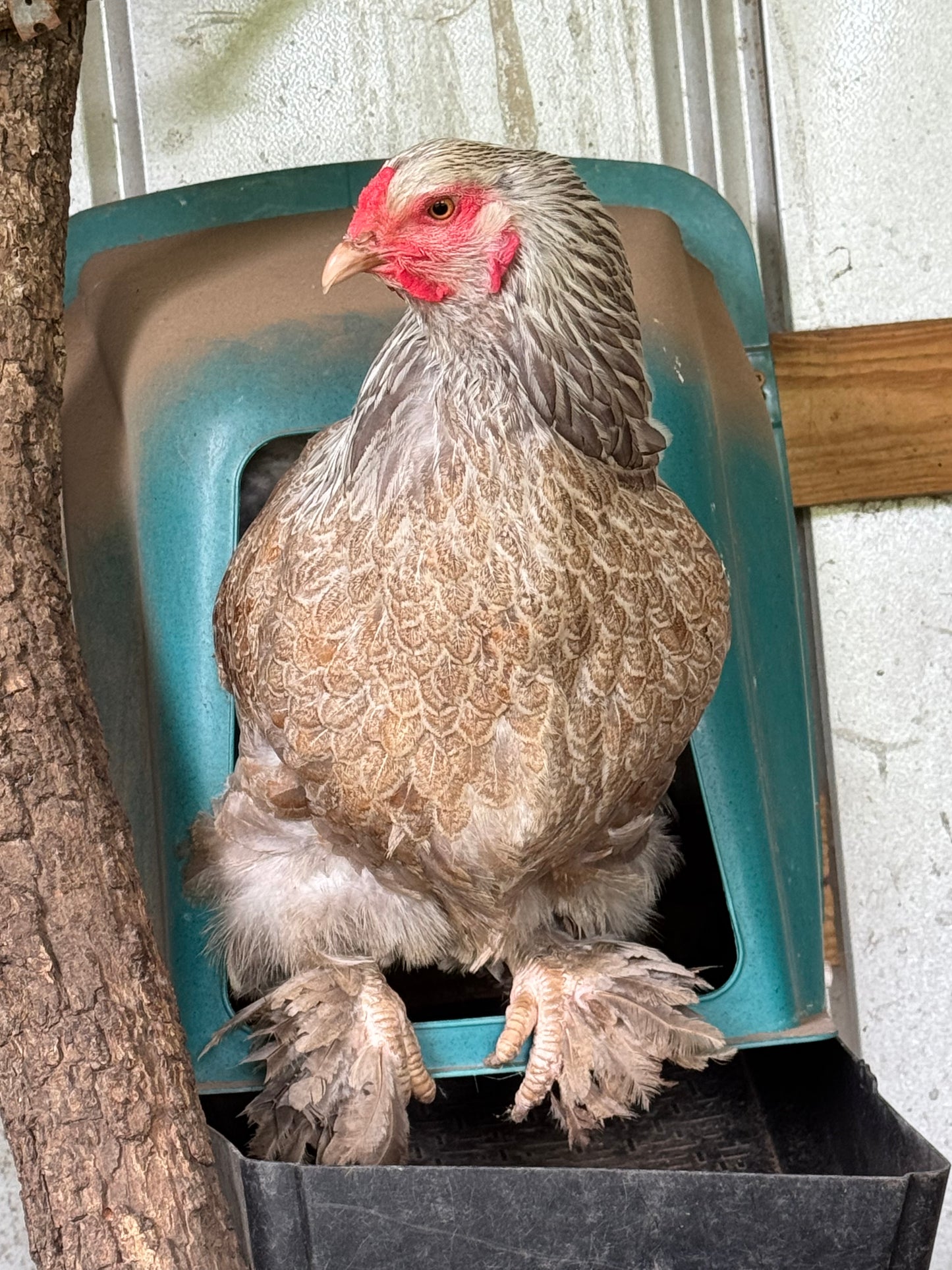 Blue/Black/Splash SILVER Partridge Brahma Hatching Eggs