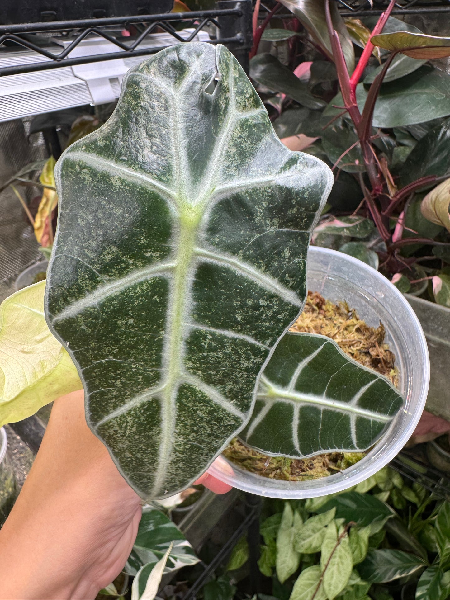 Variegated Pink Mint Amazonica Alocasia *EXACT PLANT* corming size