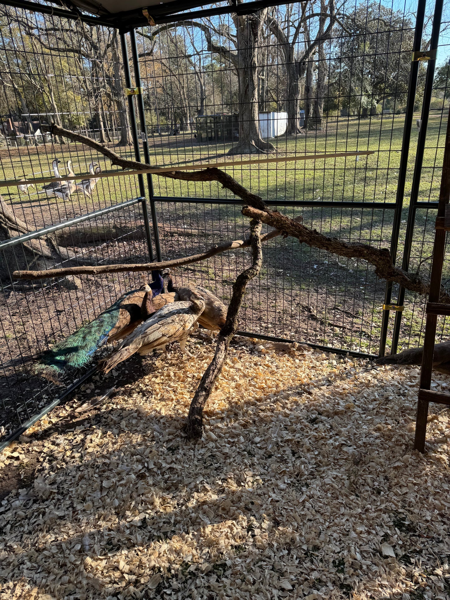 **PREORDER** PURPLE Peafowl Hatching Eggs