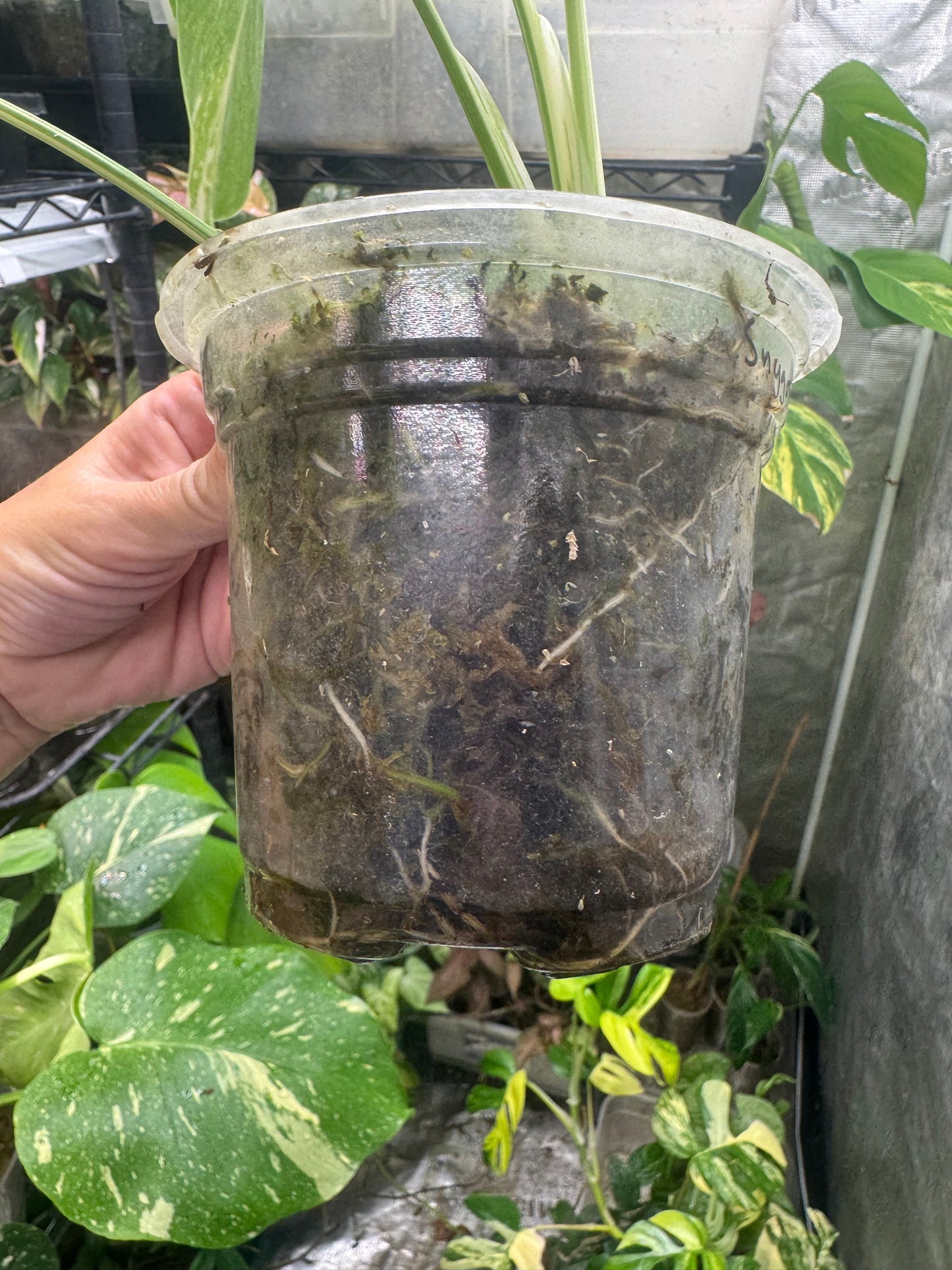 *EXACT PLANT* Monstera deliciosa Albo variegated