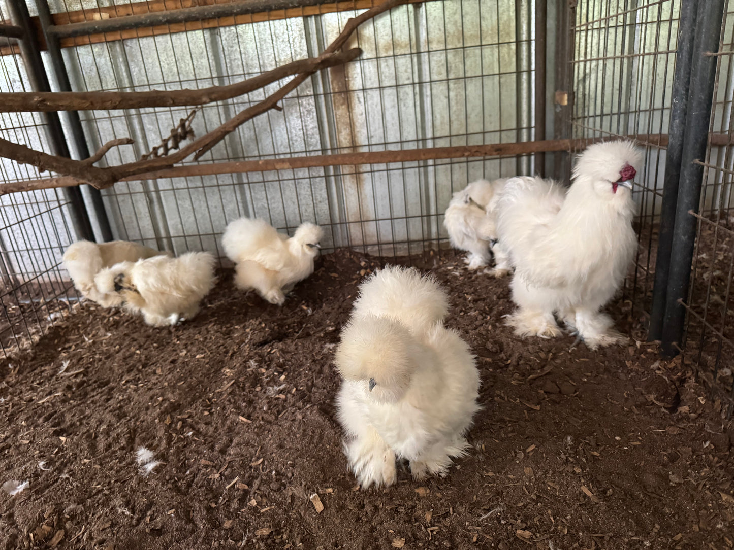 Silkie Hatching Eggs Hens Choice, Black, White, project 4 Satin/Frizzle NPIP & AI