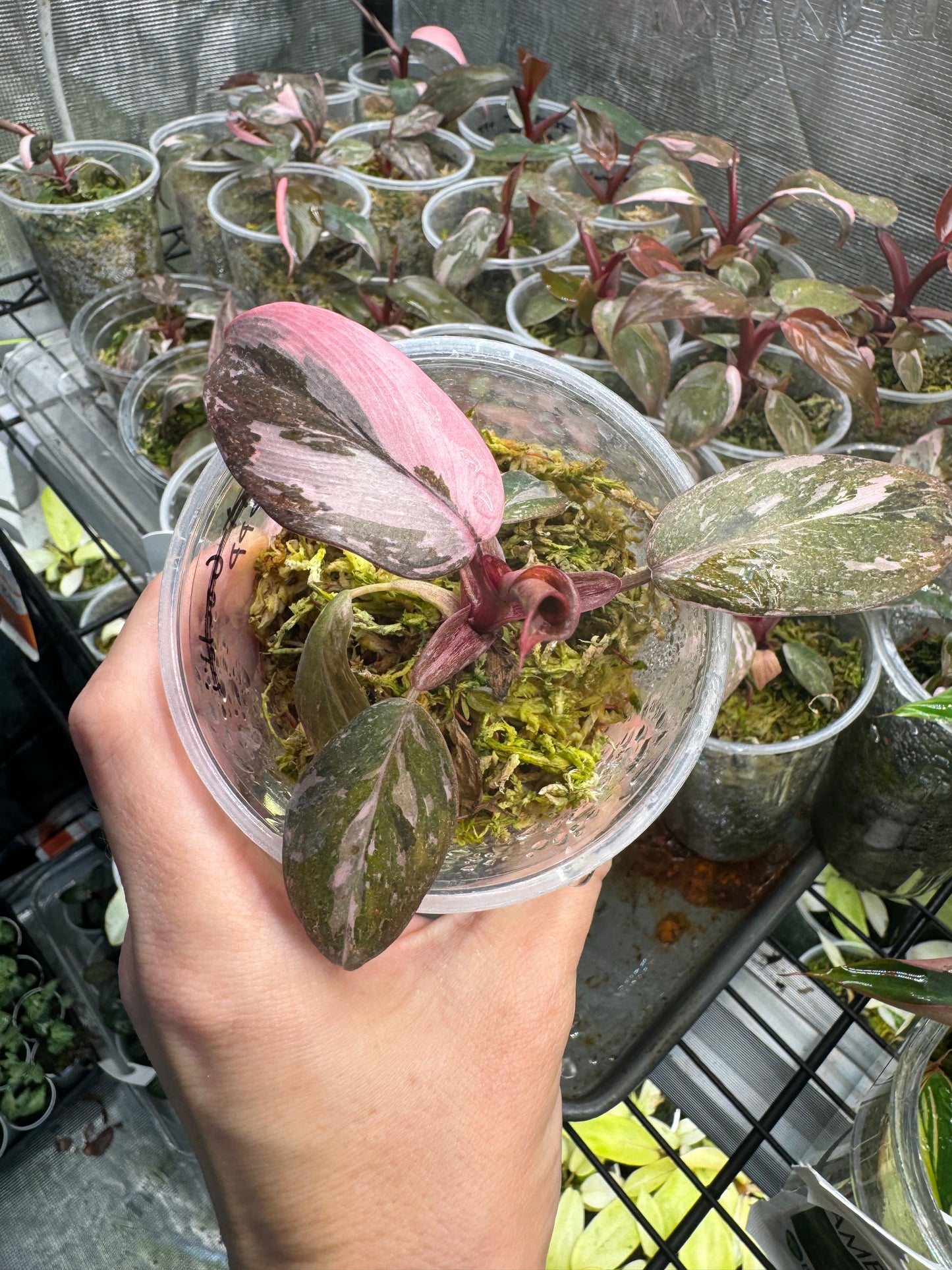 Pink Princess Philodendron