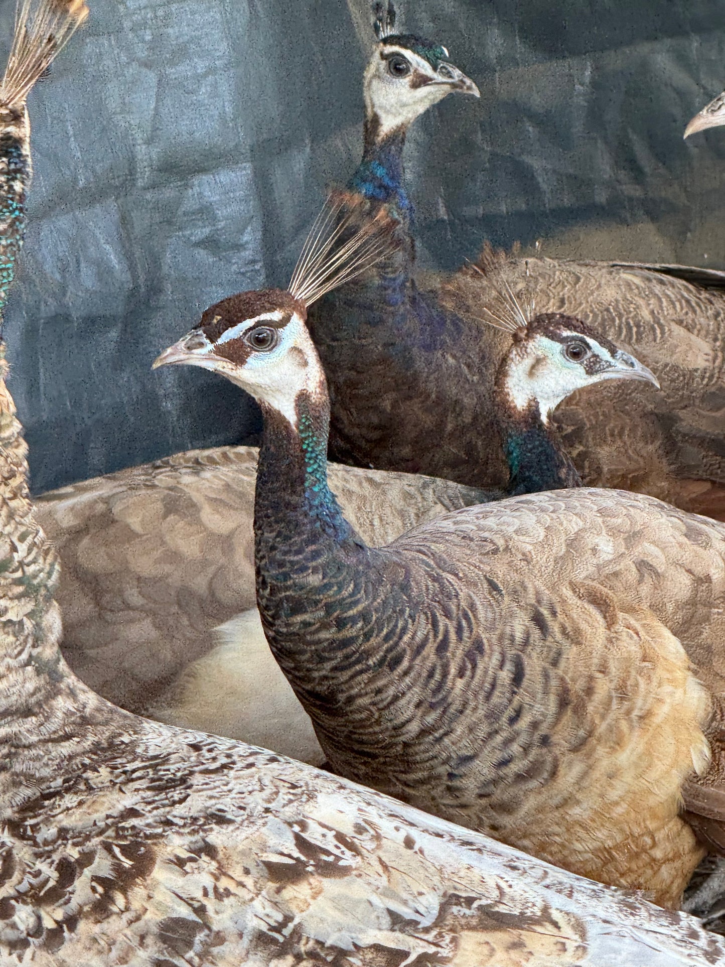 **PREORDER** PURPLE Peafowl Hatching Eggs