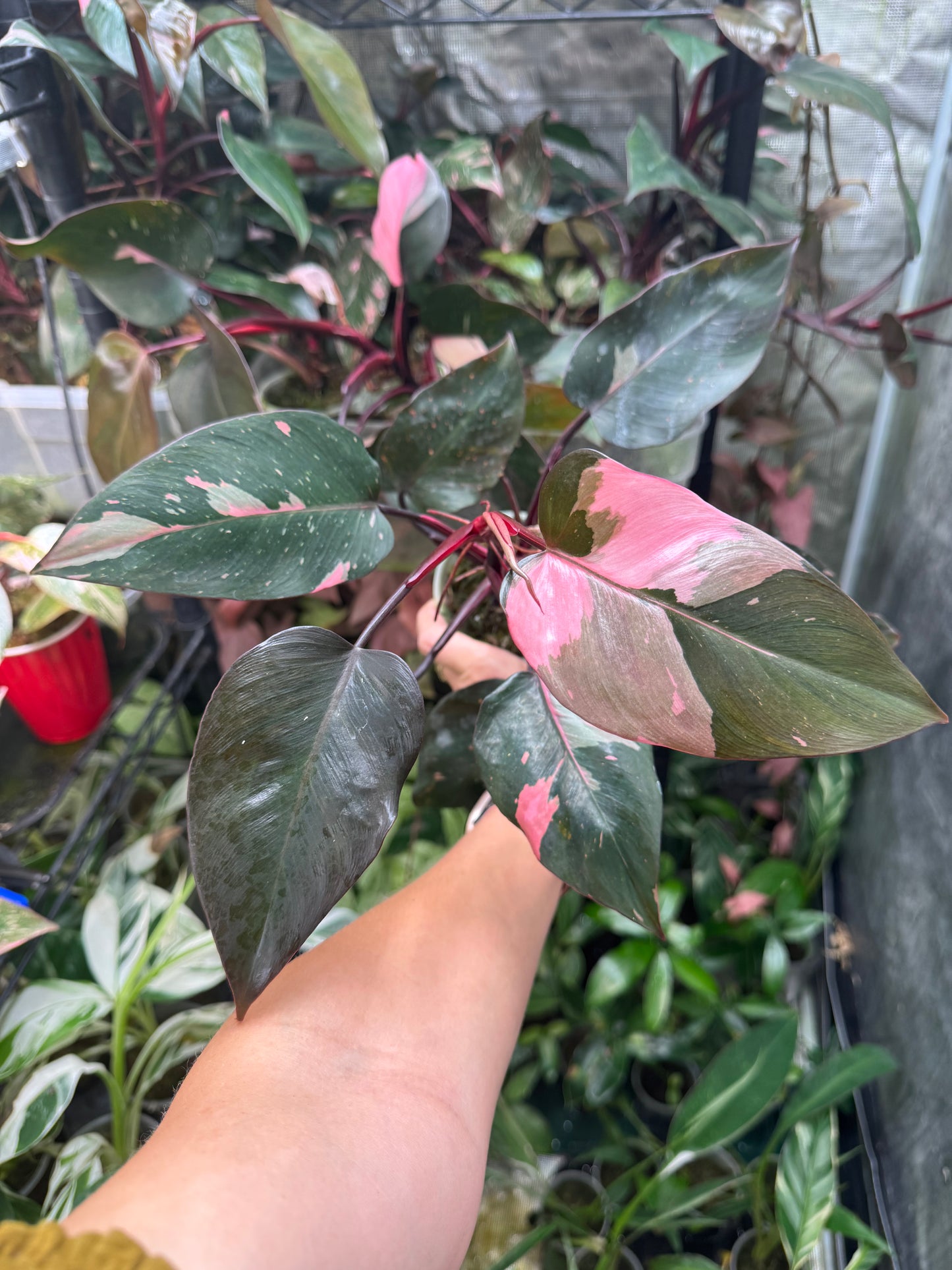 Pink Princess Philodendron *EXACT PLANT*