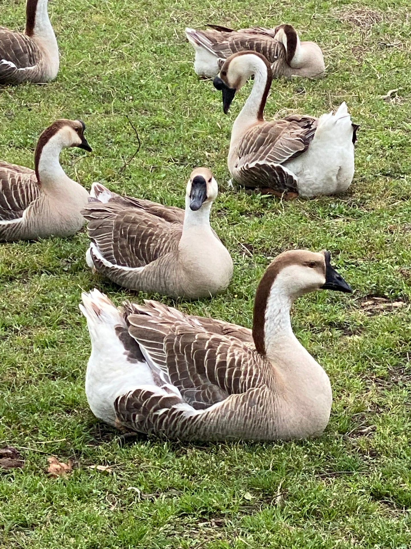 NOW AVAILABLE African Goose Hatching Eggs NPIP AI Breeder Quality