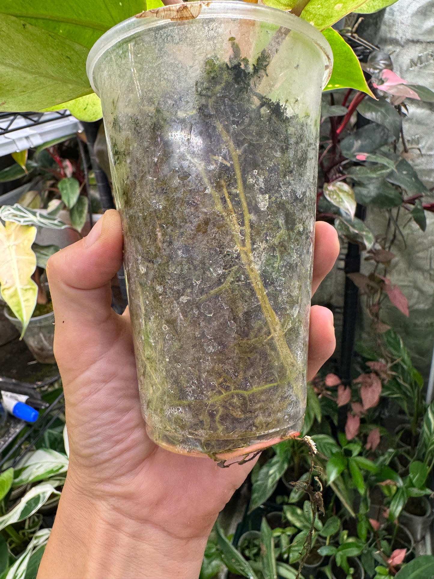 *EXACT PLANT* Philodendron Snowdrift Variegated