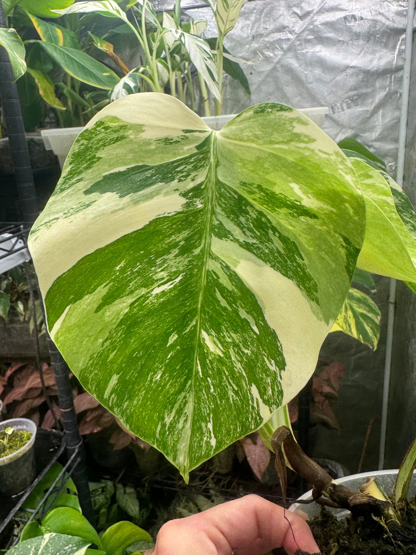 *EXACT PLANT* Monstera deliciosa Albo variegated