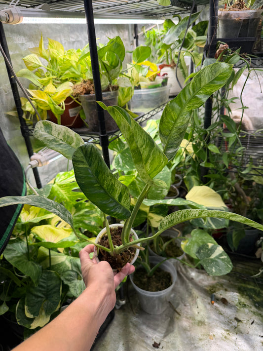 *EXACT PLANT* Epipremnum Giganteum Blizzard Marbled