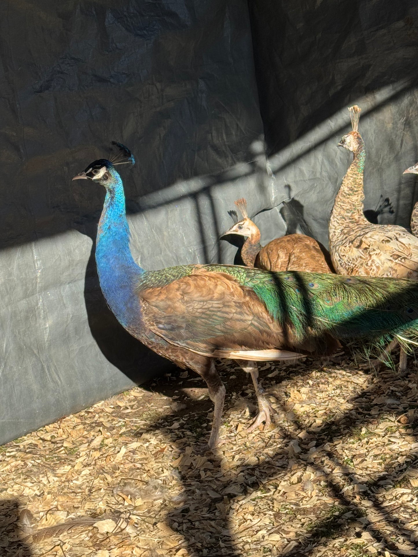 **PREORDER** PURPLE Peafowl Hatching Eggs