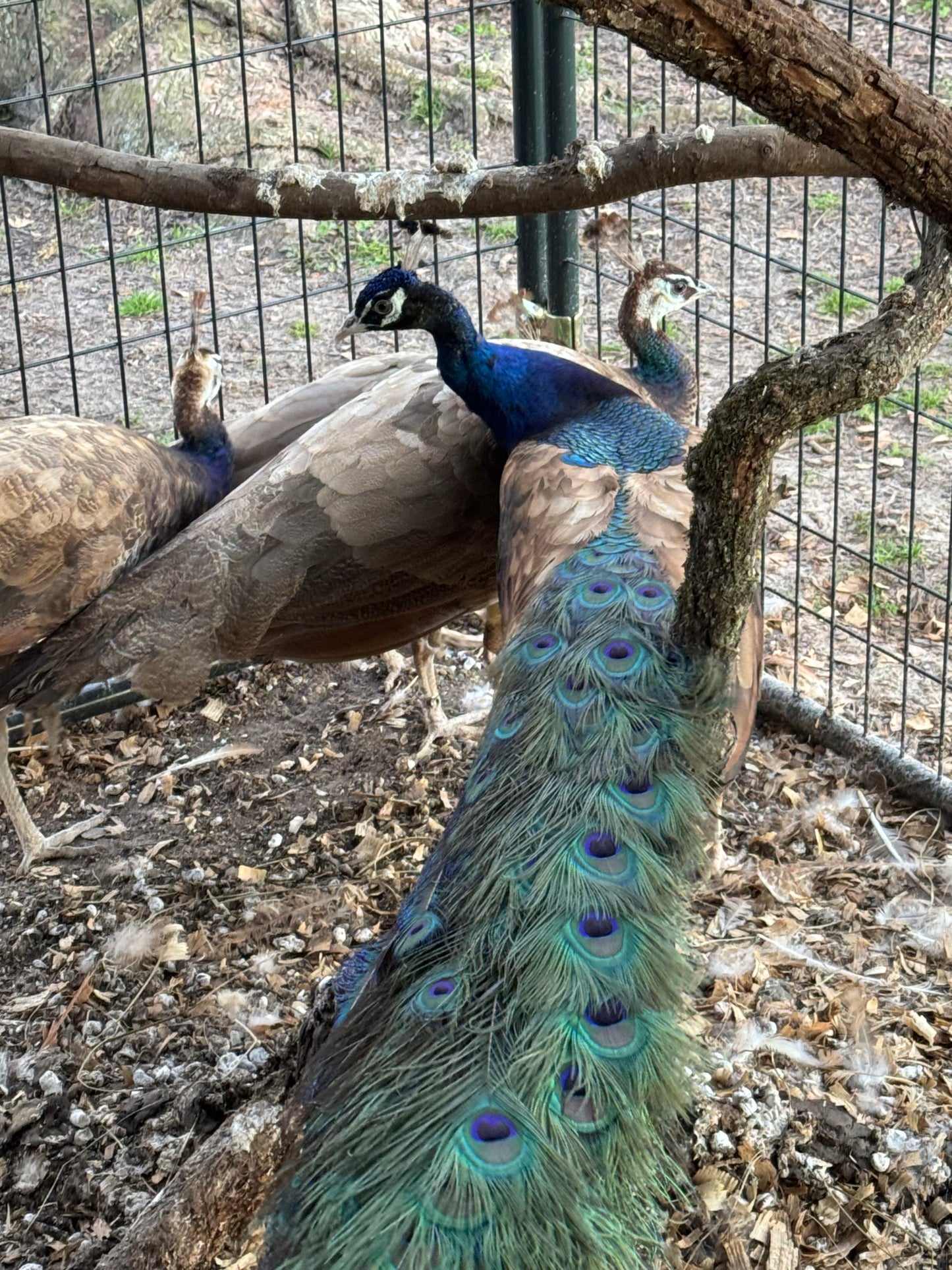 **PREORDER** PURPLE Peafowl Hatching Eggs