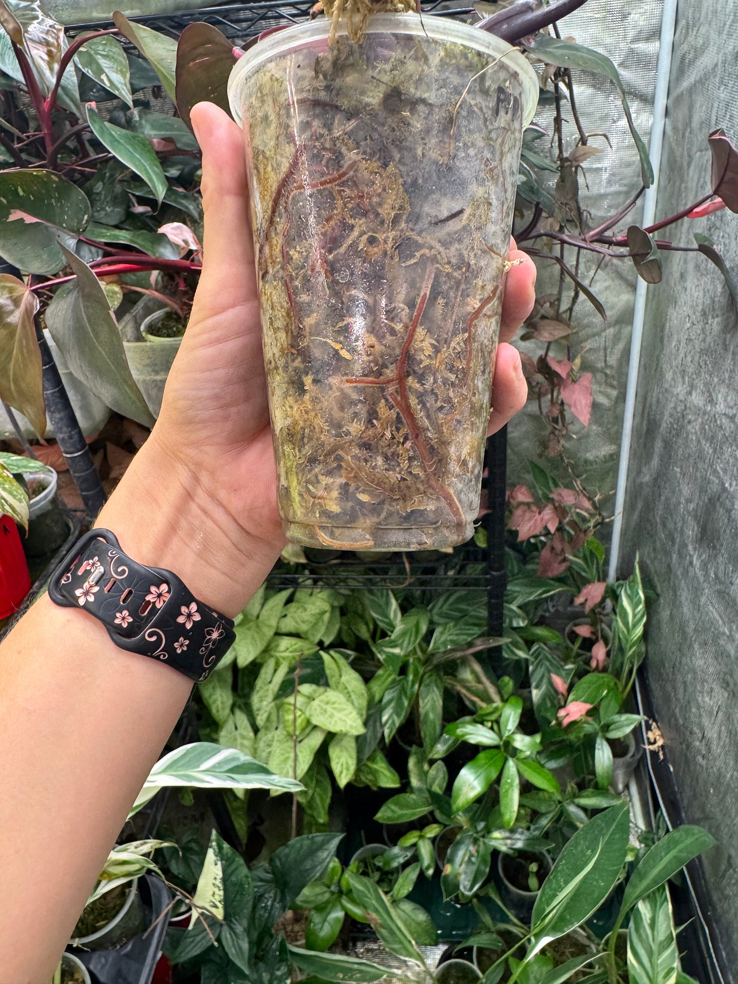 Pink Princess Philodendron *EXACT PLANT*