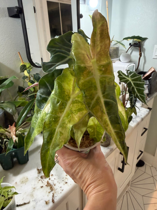 *EXACT PLANT* Amazonica “Polly” Aurea Variegated Alocasia Corming size