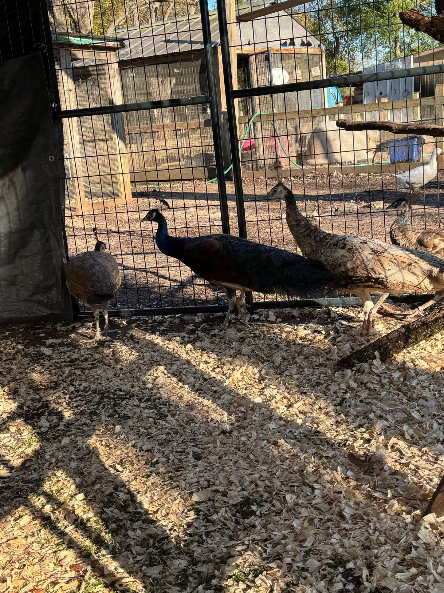 **PREORDER** PURPLE Peafowl Hatching Eggs