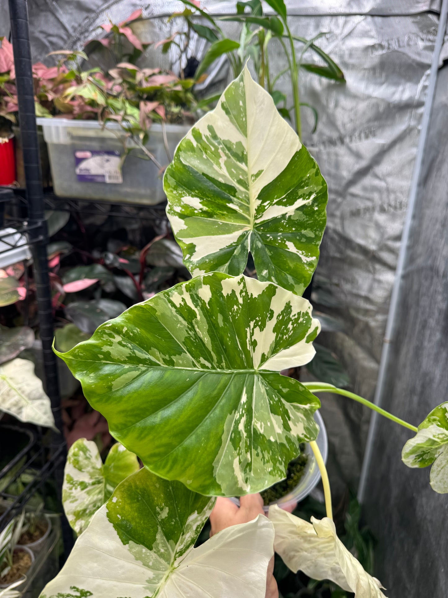 Alocasia Macrorrhiza variegata- Stunning Variegated Elephant Ear *EXACT PLANT*