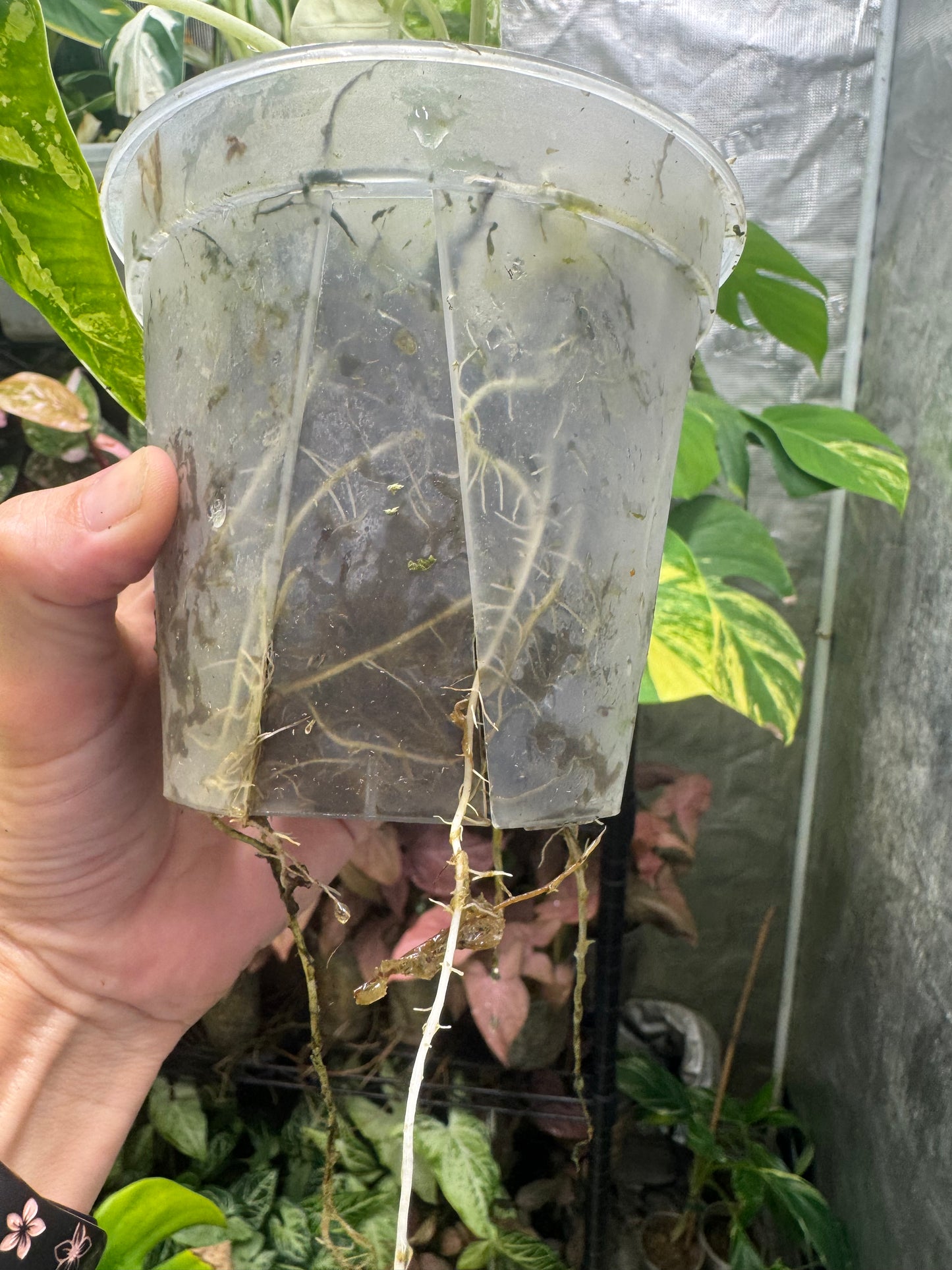 *EXACT PLANT* Variegated Frydek Alocasia Corming size
