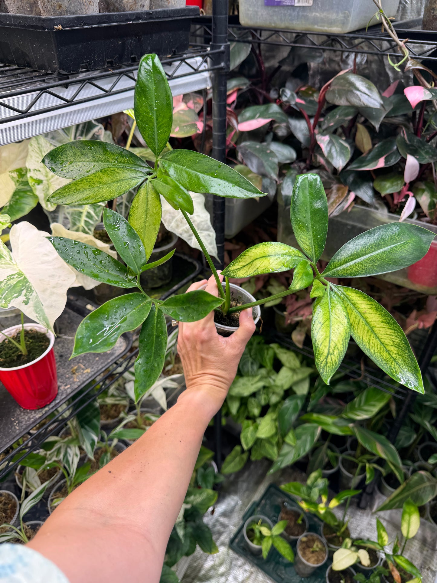 Philodendron Goeldii Mint (now known as Thaumatophyllum spruceanum ‘Mint’)