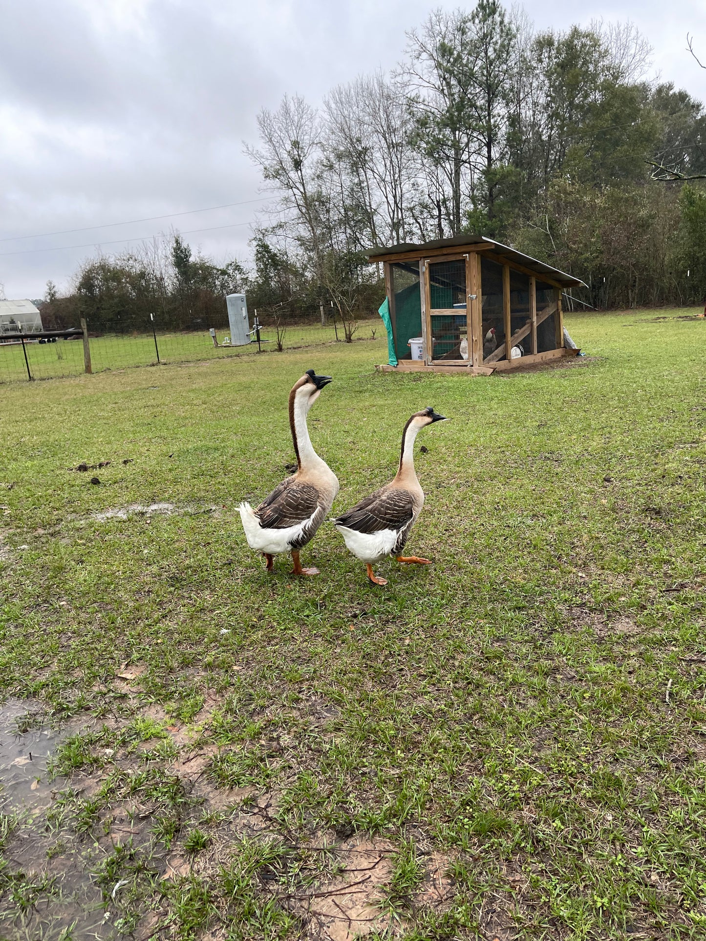 NOW AVAILABLE African Goose Hatching Eggs NPIP AI Breeder Quality