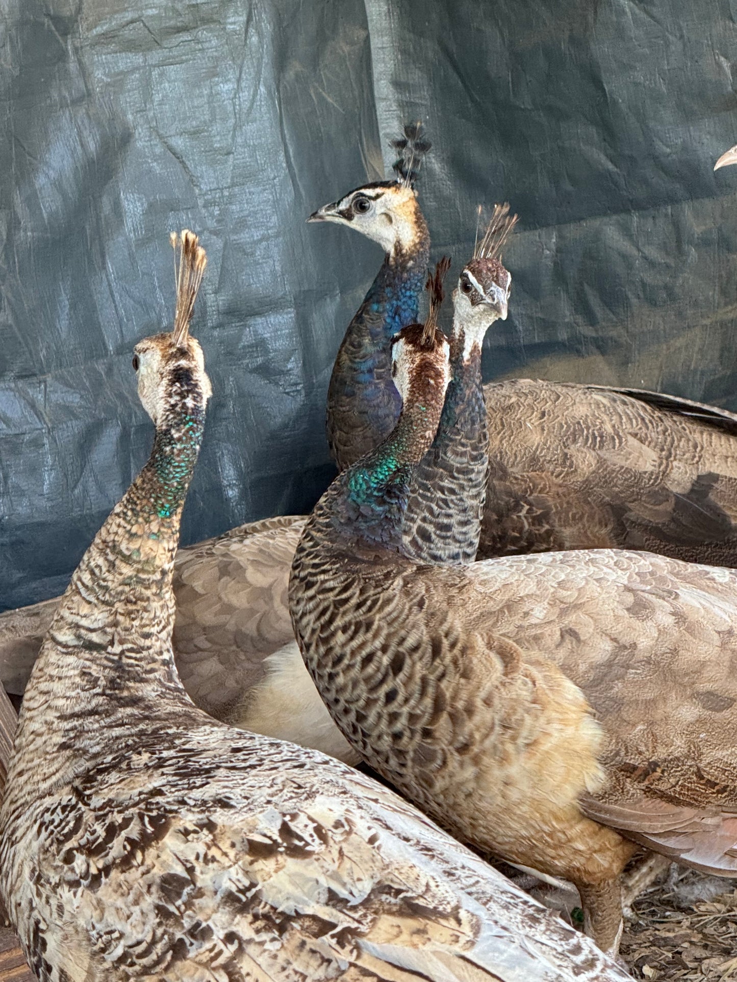**PREORDER** PURPLE Peafowl Hatching Eggs