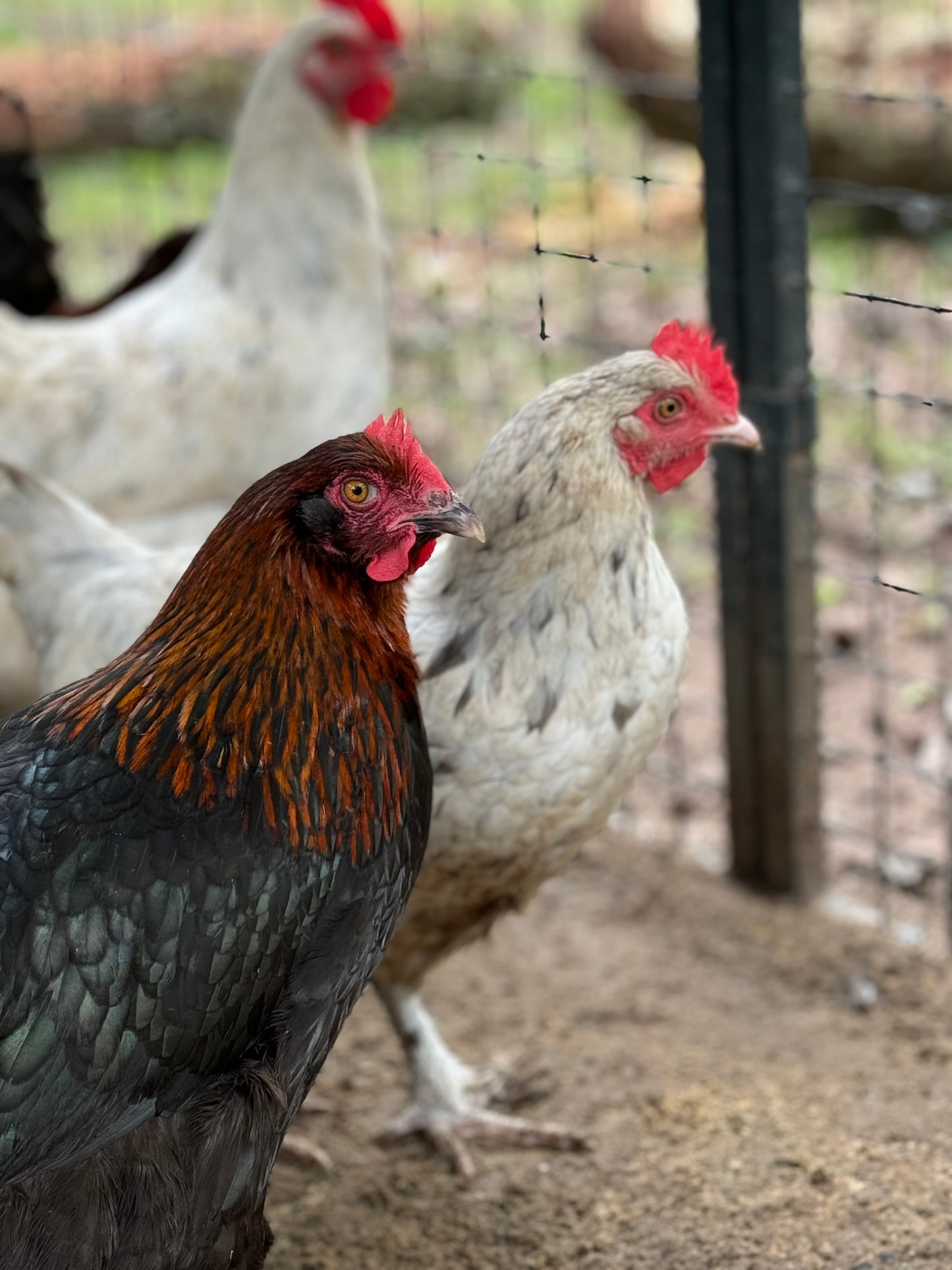 Blue/Black/Splash Copper Maran Chicken Hatching eggs NPIP AI