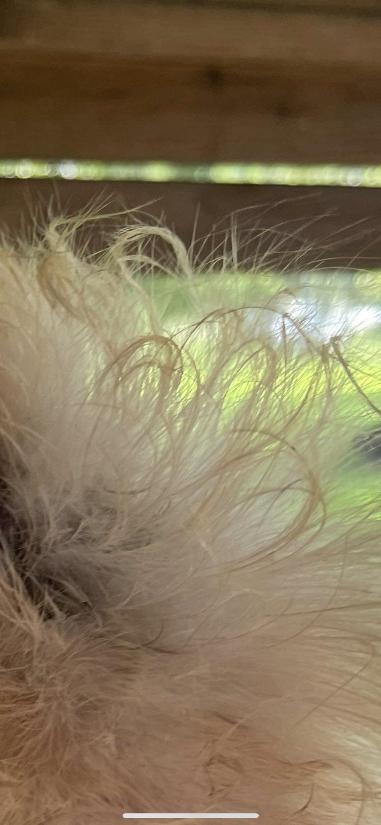 Gold Project Silkie Hatching Eggs Satin/Frizzle NPIP & AI