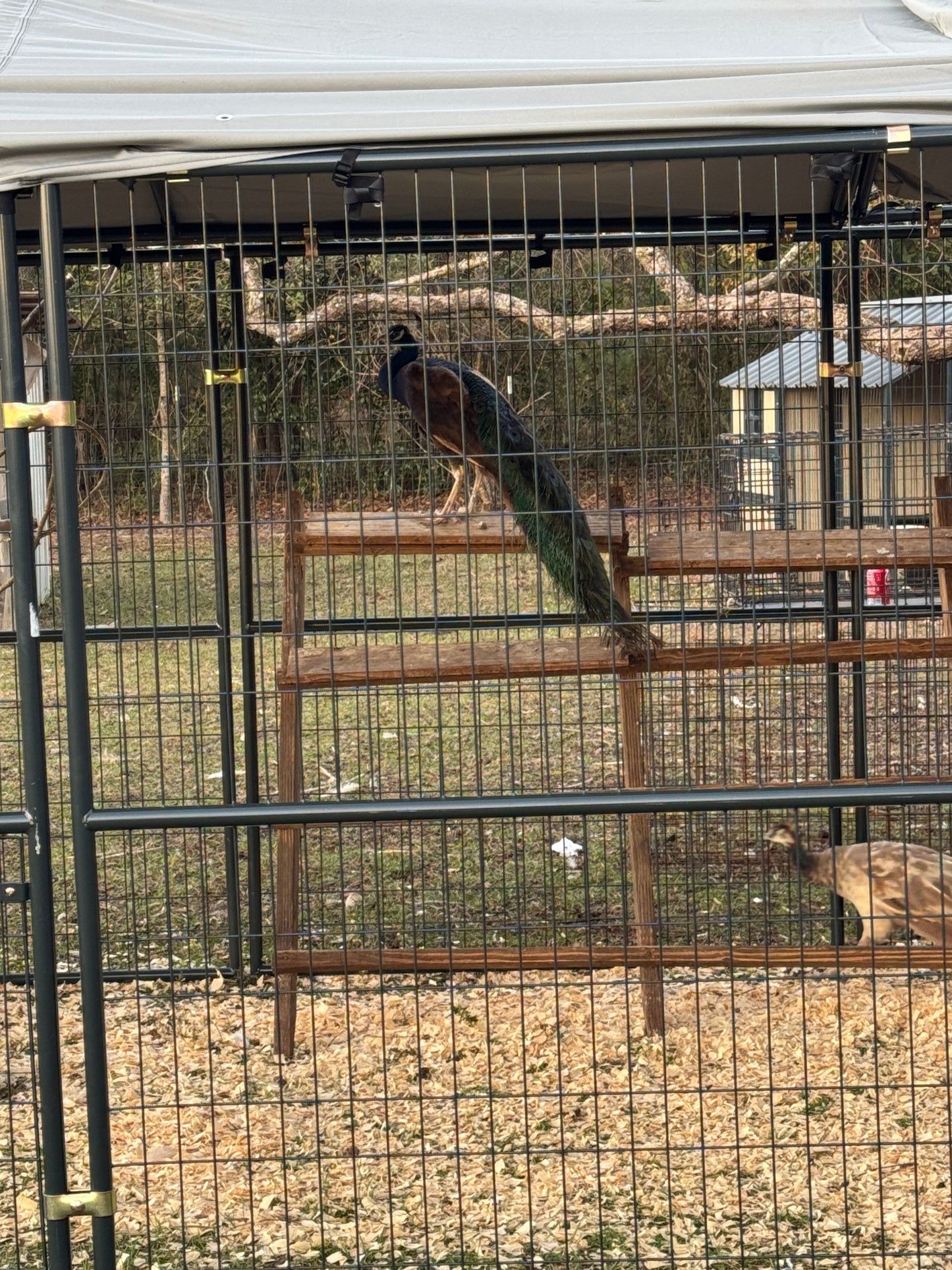 **PREORDER** PURPLE Peafowl Hatching Eggs