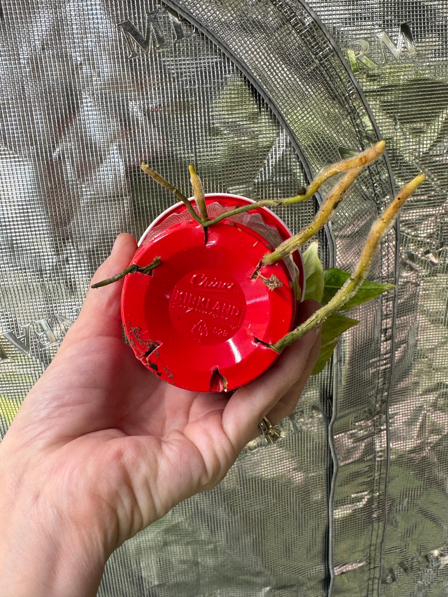 *EXACT PLANT* Syngonium Pink Perfection