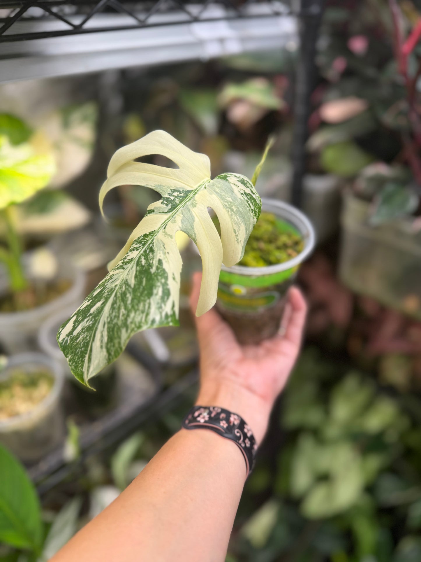 *EXACT PLANT* Monstera deliciosa Albo variegated