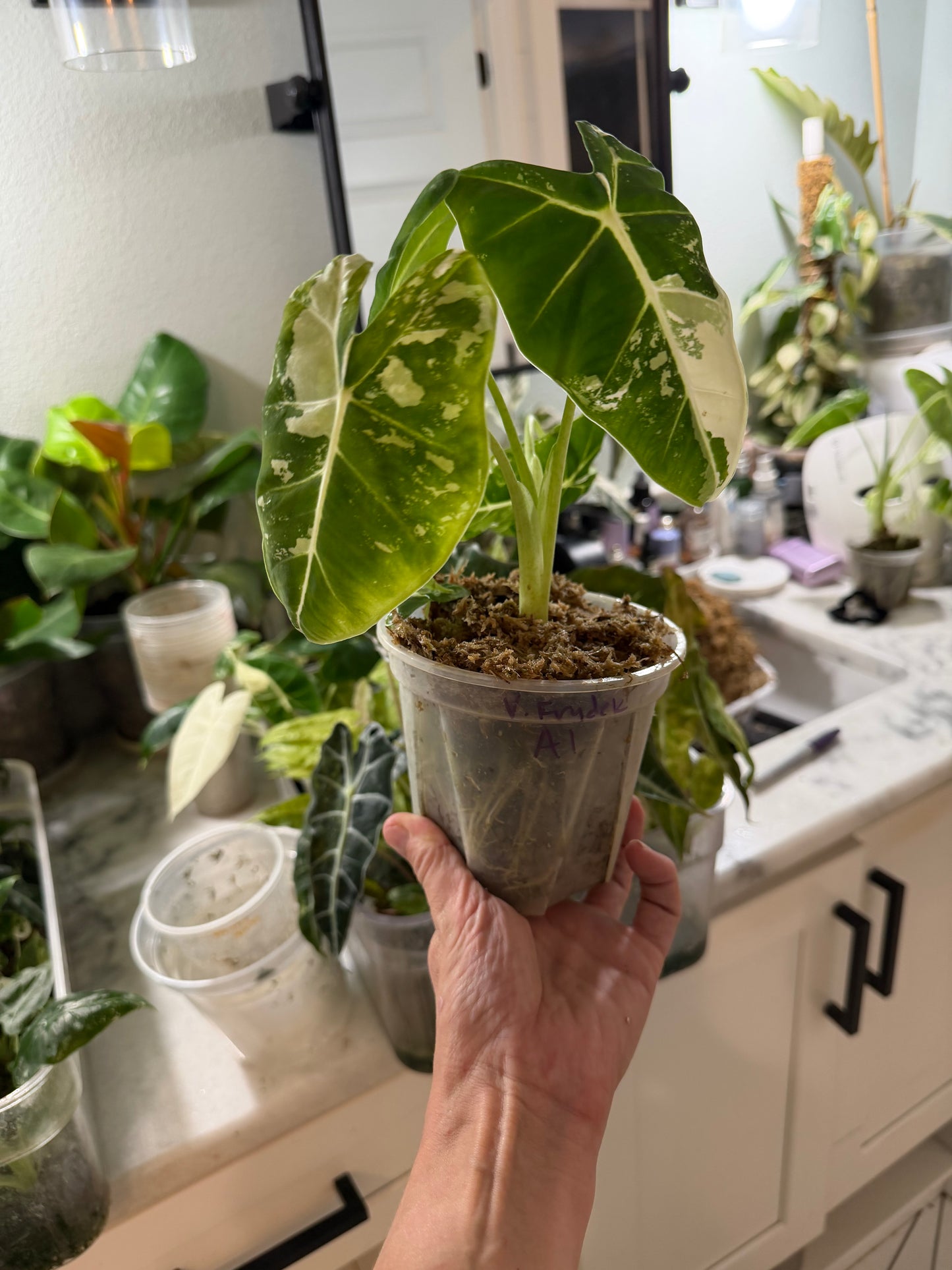 *EXACT PLANT* Variegated Frydek Alocasia Corming size